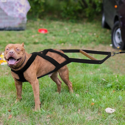 Durable Padded Dog Harness - Luxury Petz